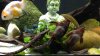 ImageUploadedByMonsterAquariaNetwork1399762696.431698.jpg