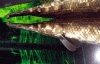 Florida-Gar-Close-Up.gif