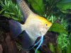 fish pics05-07 023.jpg