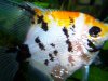 fish pics05-07 022.jpg