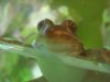 Frog2.JPG