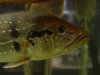 DSC00617.JPG