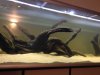 ImageUploadedByMonsterAquariaNetwork1400278287.902590.jpg