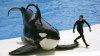 shamu_r620x349.jpg