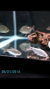 Screenshot_2014-05-21-19-20-27.png