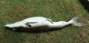 Screen Shot 2014-05-27 at 11.35.35.png