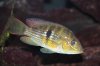 G meridionalis.JPG