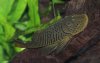 Chaetostoma formosae.jpg