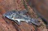 Corydora paleatus.JPG