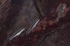 Otocinclus vittatus.JPG
