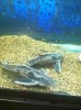 ImageUploadedByMonsterAquariaNetwork1402000464.911221.jpg
