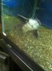 ImageUploadedByMonsterAquariaNetwork1402001206.994269.jpg