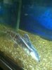ImageUploadedByMonsterAquariaNetwork1402001300.225801.jpg
