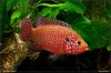 Hemichromis -Jewel Cichlid male .jpg