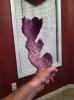 ImageUploadedByMonsterAquariaNetwork1402539969.378318.jpg