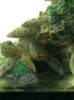 ImageUploadedByMonsterAquariaNetwork1402687020.359286.jpg ImageUploadedByMonsterAquariaNetwork1402687020.359286.jpg