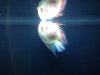 ImageUploadedByMonsterAquariaNetwork1402752537.384335.jpg ImageUploadedByMonsterAquariaNetwork1402752537.384335.jpg