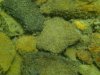 Diving at Strawberry 6 14 14 031.JPG