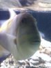 ImageUploadedByMonsterAquariaNetwork1402861451.003216.jpg