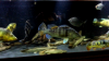 mid_tank_shot_fin.png