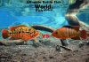 UBF  6 - red tiger mota vs red terror.jpg