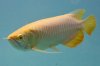 albinosilverarowana.jpg