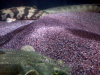 garnet_sand.png