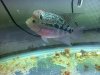 ImageUploadedByMonsterAquariaNetwork1403907265.803624.jpg