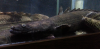 black_endli_2.png
