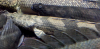 two_farahna_endlis.png