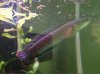 UNknown snakehead 1.jpg