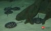 Leopoldi BlackDiamond SaoFelix.jpg
