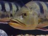 Cichla_2_0606.jpg