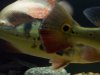 Cichla_tail0606.jpg