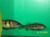 cichla1.JPG