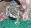 gecko1.jpg