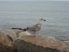Birds 102.jpg