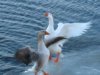 ducks 018.jpg