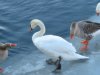 ducks 020.jpg