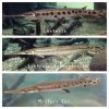 Gar pic set 2.jpg