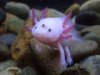 3Iaxolotl.jpg