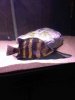 ImageUploadedByMonsterAquariaNetwork1405220743.159427.jpg ImageUploadedByMonsterAquariaNetwork1405220743.159427.jpg