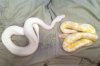 ImageUploadedByMonsterAquariaNetwork1405223949.441300.jpg ImageUploadedByMonsterAquariaNetwork1405223949.441300.jpg