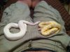 ImageUploadedByMonsterAquariaNetwork1405223963.613855.jpg ImageUploadedByMonsterAquariaNetwork1405223963.613855.jpg