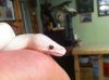 ImageUploadedByMonsterAquariaNetwork1405223980.859540.jpg ImageUploadedByMonsterAquariaNetwork1405223980.859540.jpg