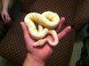 ImageUploadedByMonsterAquariaNetwork1405224012.628610.jpg ImageUploadedByMonsterAquariaNetwork1405224012.628610.jpg