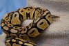 ImageUploadedByMonsterAquariaNetwork1405224064.275287.jpg ImageUploadedByMonsterAquariaNetwork1405224064.275287.jpg