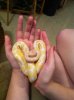 ImageUploadedByMonsterAquariaNetwork1405224113.812848.jpg ImageUploadedByMonsterAquariaNetwork1405224113.812848.jpg