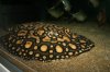 Rays July 2014 Roy just got his way 1st time!! 115.JPG