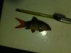 big loach.jpg